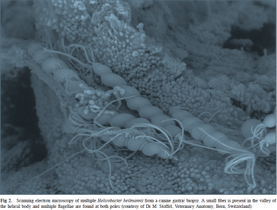 Image of H.Heilmannii from a dog.