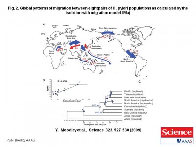 Dates of separation and migration of Pacific tribal strains